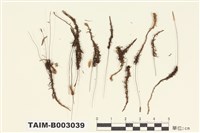 藏品(小金髮苔屬)的圖片